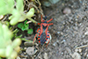 Rhinocoris iracundus